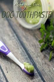 minty fresh homemade dog toothpaste