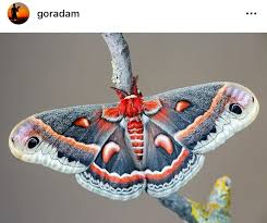 Dert Etme Dua Et Adli Kullanicinin Guzel Fotograflar Panosundaki Pin Hayvanlar Kelebekler Bocek