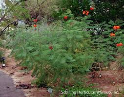 Image result for Caesalpinia rostrata