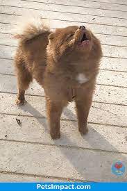 Abandoned Pomeranian Puppy Finds Jobs At An Art Gallery Dogs Pomeranian Puppies Puppy Abandonedanimals Adorableanimal Pomeranian Puppy Puppy Find Puppies