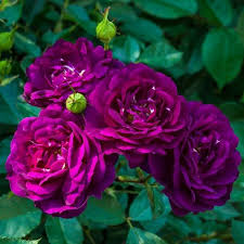 It means that you can use and modify it for your personal and commercial projects. Fragrant Stunning Deep Purple Flowers Ebb Tide Bareroot Floribunda Garden Rose Bush Outdoor Plants Roses