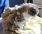 Cat Hair Pelts