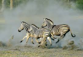 running zebra zebras africa wildlife south africa wildlife