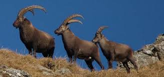 Size Differences In Male Alpine Ibex Of Differing Age