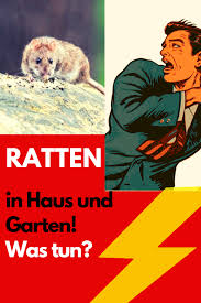 Pin Auf Ratten Im Garten