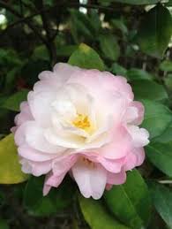 Camellia April Blush Palest Pink Flowers Showy Flowers Fragrant Flowers Winter Plants