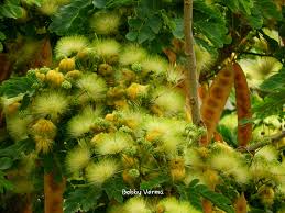 Image result for Albizia lebbeck