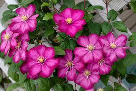 Alfalfa meal, blood meal, coffee grounds, cottonseed meal, fish emulsion clematis plants are heavy feeders and respond well to constant feeding. How To Grow Clematis Make Your Vines Pop With Color Gardener S Path