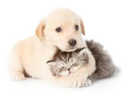 If you have experienced the loss of a pet, you know that the bond between humans and animals can be extremely strong. Pet Loss Jewellery Memorial Gifts Someone Remembered
