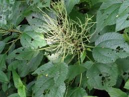 Image result for Boehmeria macrophylla