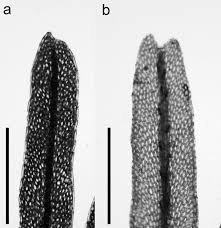 Image result for Polyphlebium borbonicum