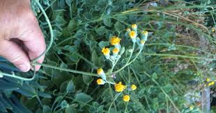 Image result for Senecio oxyriifolius