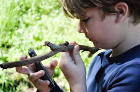 Community scientists across the globe compete in City Nature Challenge,  April 26-29, 2024 -