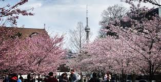 Beautiful Cherry Blossoms Are Blooming In Toronto Right Now Photos Curated