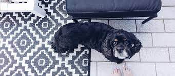 Zunächst hebt er nur neugierig den kopf und steht. Dein Hund Bellt Am Gartenzaun So Gewohnst Du Es Ihm Ab