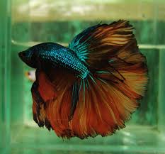 Pin By Anna On Here Fishy Fishy Betta Betta Fish Tank Betta Fish Types
