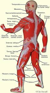 This is a table of skeletal muscles of the human anatomy. Bio201 Muscle Man