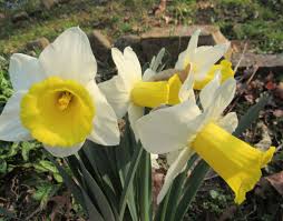 Yesterday I went to Kabloom; one of the gorgeous dahlias was there.