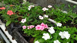 Vinca herbaceae adalah spesies tanaman rambat dengan bunga dan termasuk keluarga apocynaceae. Vinca Import F1 Bunga Tanaman Taman
