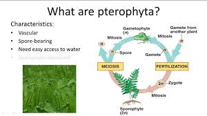 Water is required for fertilisation of seedless. Life Cycle Of Seedless Vascular Plants Ck 12 Foundation