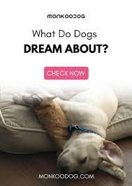 What Do Dogs Dream About Dogs Your Dog Dog Facts
