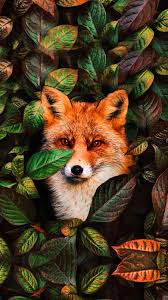 A collection of the top 46 cool fox wallpapers and backgrounds available for download for free. Fox Wallpaper Kolpaper Awesome Free Hd Wallpapers