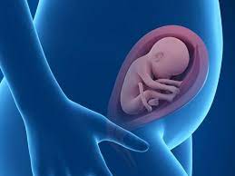 How Do Babies Breathe In The Womb
