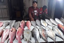 Terdapat banyak jenis ikan hias. Harga Berbagai Jenis Ikan Melonjak Republika Online