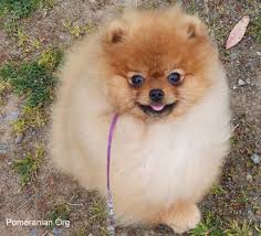 This gives the dog a uniform look that is similar to the appearance of a teddy bear or puppy. Pomeranian Puppy Care Guide