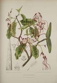 Piedvache proved the tincture (c.d.p.), but only with reference to the pulse. Strophanthus Caudatus Wikispecies