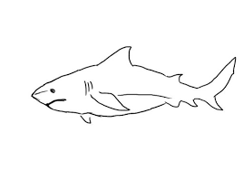 Download now 7 kkm tematik 3. Cara Gambar Ikan Laut 501 Gambar Gambar Sketsa Ikan Lengkap Berserta Cara Membuatnya Ini Cara Paling Mudah Menggambar Ikan 1 Cara Menggambar Gambar Ilustrasi