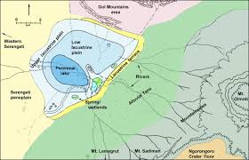 Image result for Justicia stachytarphetoides