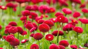 A desktop wallpaper is highly customizable, and you can give yours a personal touch by adding your images (including your photos from a camera) or download beautiful pictures from the internet. Beautiful Flowers 4 U Hd 720p 1080p Youtube