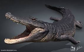 Image result for Brachystephanus