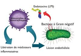 Botulinum toxins are one of the most lethal substances known. Difference Entre Endotoxine Et Exotoxine