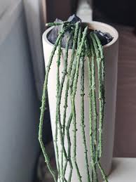 Image result for Cynanchum