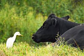 Последние твиты от the cow betty (@tastycowbetty). Cattle Egret And Cow Friend Photograph By Betty Berard