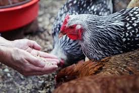 Raising chickens is not hard, but chicken expert and author lisa steele (@fresheggsdaily) says, as with any pet or livestock, chickens are a serious time ready to build your own? Backyard Chickens Carry A Hidden Risk Salmonella The New York Times
