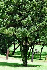 Image result for Podocarpus latifolius