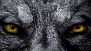 Resultado de imagen para imagenes de hombre lobo guapo
