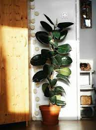 Rubber Tree Care Houseplant Rubber Tree Care Rubber Tree Plant Trees To Plant Plant Decor