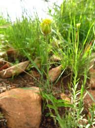 Image result for Gnidia sericocephala