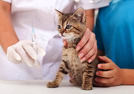 Ask A Vet How To Tell How Old A Kitten Or Cat Is Catster