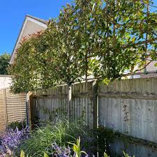 A good planting will direct the visitor's eye screens are groupings of plants used to hide an object or objectionable view. Ideas Advice Plants For Screening And Privacy Big Plant Nursery Twyford Berkshire For All Your Garden Plants