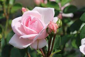 68,068 likes · 2,107 talking about this. Rose Cinderella Im Grossen Container Lubera De
