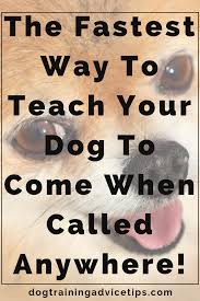 The Fastest Way To Teach Your Dog To Come When Called Anywhere Dog Training Advice Tips Dog Training Advice Dog Training Tips Dog Training Techniques