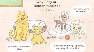 When To Spay Or Neuter A Puppy
