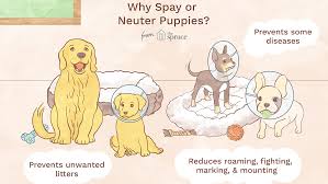 A natural remedy such as problem pet solution can be used to ease any post surgical trauma due to spaying or for cats with any minor behavioral issues. When To Spay Or Neuter A Puppy