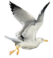 Image result for seagull