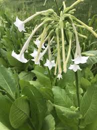 Image result for Nicotiana